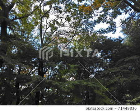 楓樹公園 楓樹公園 71449836