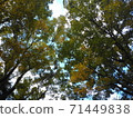 Komorebi 71449838