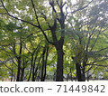 藍楓 71449842