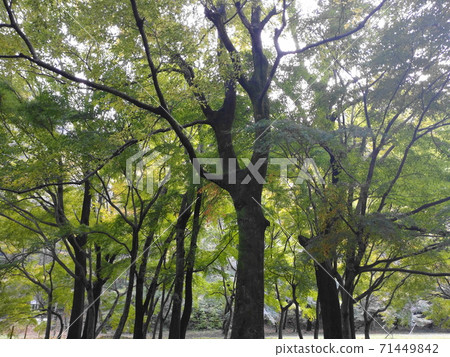 藍楓 藍楓 71449842