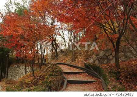 大城,漢陽,孫成吉,布卡山,首爾,秋季 大城,漢陽,孫成吉,布卡山,首爾,秋季 71450483