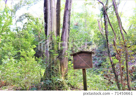 Sakai Nature Fureai no Mori 71450661