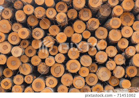 Pattern of wood large piles of cut tree trunks, round logs. Big felled, chopped and sawed tree trunks stored in timber yard. Forest cutting concept 71451002