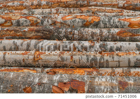 Felled tree trunks. Firewood cut tree trunk logs stacked prepared. Deforestation for Industrial production. Freshly cut tree wooden logs piled up. Wood storage for industry. Felled tree trunks. Firewood cut tree trunk logs stacked prepared. Deforestation for Industrial production. Freshly cut tree wooden logs piled up. Wood storage for industry. 71451006