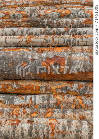 Pattern of tree wooden logs in woodworking factory. Wood storage for industry. Felled tree trunks. Cut tree trunk logs stacked prepared. Pattern of tree wooden logs in woodworking factory. Wood storage for industry. Felled tree trunks. Cut tree trunk logs stacked prepared. 71451008