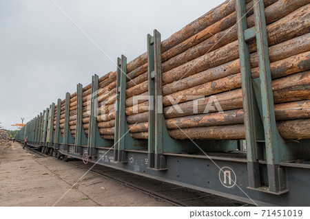 A logging train at the sawmill hauls stacked wooden logs and tree trunks. A train with felled trees. The train on the territory of the woodworking plant. 71451019