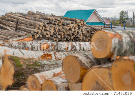 Felled tree trunks. Firewood cut tree trunk logs stacked prepared. Deforestation for Industrial production. Freshly cut tree wooden logs piled up. Wood storage for industry. Felled tree trunks. Firewood cut tree trunk logs stacked prepared. Deforestation for Industrial production. Freshly cut tree wooden logs piled up. Wood storage for industry. 71451039
