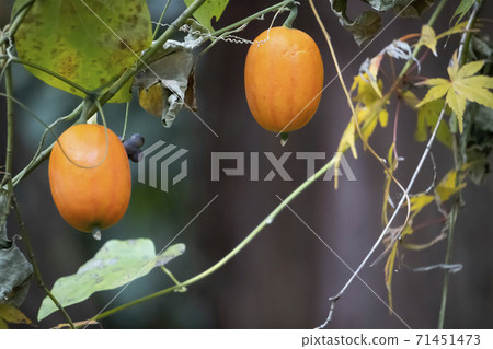 crow fruit