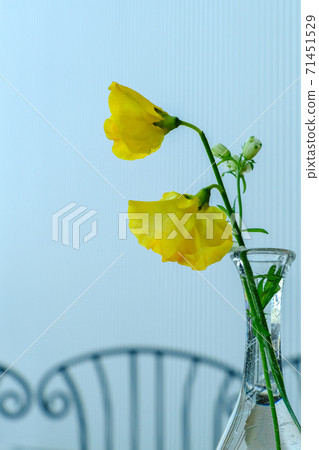 香豌豆 71451529