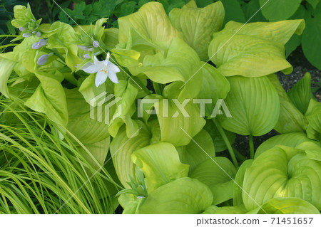 玉簪 玉簪 71451657