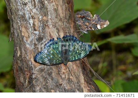 Suminagashi蝴蝶和Ruri Tateha蝴蝶 71451671