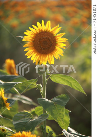 Sunflower field sunflower Sunflower field sunflower 71451871