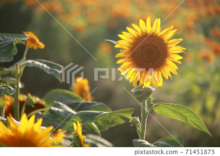 向日葵領域向日葵 71451873