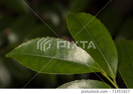 久崎葉 久崎葉 71451927