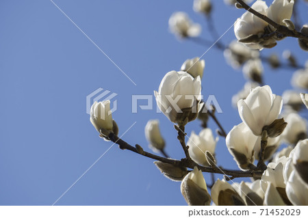 Branch of Yulan magnolia with flowers 71452029