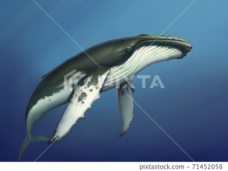 Whale black under water realistic illustration of a copis. Humpback whale in the open sea. 71452058