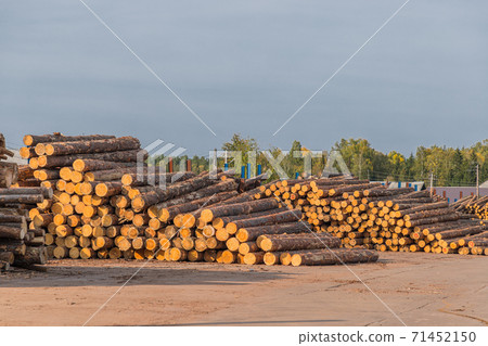 Freshly cut tree wooden logs piled up. Wood storage for industry. Felled tree trunks. Firewood cut tree trunk logs stacked prepared. Deforestation for Industrial production. Freshly cut tree wooden logs piled up. Wood storage for industry. Felled tree trunks. Firewood cut tree trunk logs stacked prepared. Deforestation for Industrial production. 71452150