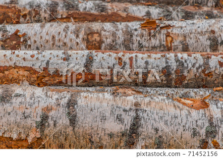 Freshly cut tree wooden logs piled up. Wood storage for industry. Felled tree trunks. Firewood cut tree trunk logs stacked prepared. Deforestation for Industrial production. Freshly cut tree wooden logs piled up. Wood storage for industry. Felled tree trunks. Firewood cut tree trunk logs stacked prepared. Deforestation for Industrial production. 71452156