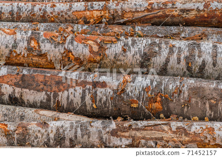 Felled tree trunks. Firewood cut tree trunk logs stacked prepared. Deforestation for Industrial production. Freshly cut tree wooden logs piled up. Wood storage for industry. Felled tree trunks. Firewood cut tree trunk logs stacked prepared. Deforestation for Industrial production. Freshly cut tree wooden logs piled up. Wood storage for industry. 71452157