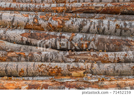 Freshly cut tree wooden logs piled up. Wood storage for industry. Felled tree trunks. Firewood cut tree trunk logs stacked prepared. Deforestation for Industrial production. Freshly cut tree wooden logs piled up. Wood storage for industry. Felled tree trunks. Firewood cut tree trunk logs stacked prepared. Deforestation for Industrial production. 71452159