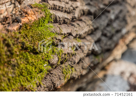 Embossed texture of brown tree bark with green moss. Embossed creative texture of old oak bark. Embossed texture of brown tree bark with green moss. Embossed creative texture of old oak bark. 71452161