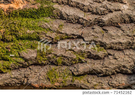 Embossed texture of brown tree bark with green moss. Horizontal photography of texture of tree bark. Embossed creative texture of old oak bark. Embossed texture of brown tree bark with green moss. Horizontal photography of texture of tree bark. Embossed creative texture of old oak bark. 71452162