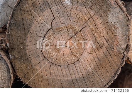 Texture of wood logs cut. Wood storage for industry. Felled tree trunks. Wood cut tree trunk logs stacked prepared. Deforestation for Industrial production. Texture of wood logs cut. Wood storage for industry. Felled tree trunks. Wood cut tree trunk logs stacked prepared. Deforestation for Industrial production. 71452166