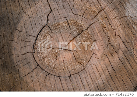 Texture of wood log cut. Wood storage for industry. Felled tree trunks. Close up shot of wood cut tree trunk log. Deforestation for Industrial production. Texture of wood log cut. Wood storage for industry. Felled tree trunks. Close up shot of wood cut tree trunk log. Deforestation for Industrial production. 71452170