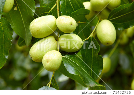 Jujube Tree and Jujube Fruit 71452736