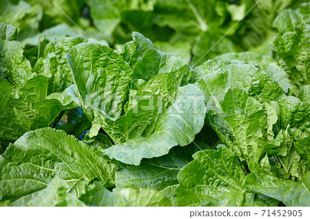 Chinese cabbage garden, vegetables, Chinese cabbage 71452905