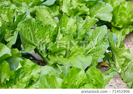 Chinese cabbage garden, vegetables, Chinese cabbage 71452906