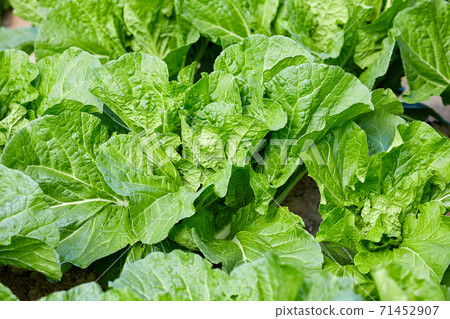 Chinese cabbage garden, vegetables, Chinese cabbage 71452907