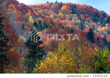 Autumn landscape of Carpathian Forest Autumn landscape of Carpathian Forest 71453118
