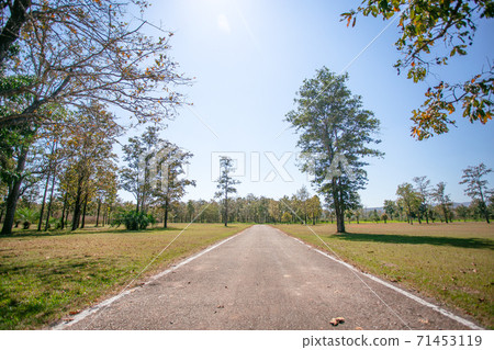 Road lined with leafless trees Road lined with leafless trees 71453119
