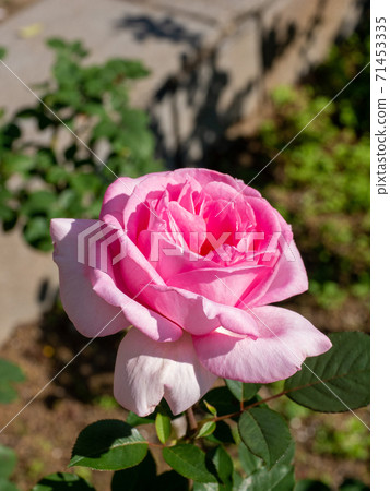 A single pink rose on a sunny day in October (Tiny Grace_vertical) 71453335