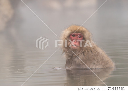 Japanese macaque warming up in the bath 71453561
