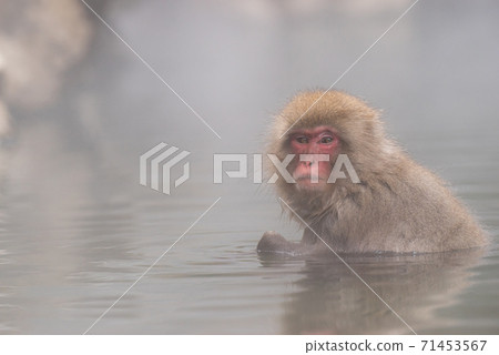 Japanese macaque warming up in the bath 71453567