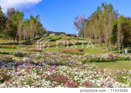 Akashi Kaikyo Park Autumn leaves and autumn flowers 71454088