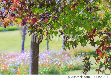 明石海峽公園秋葉和秋花 明石海峽公園秋葉和秋花 71454094