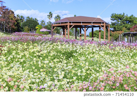 Akashi Kaikyo Park Autumn leaves and autumn flowers 71454110