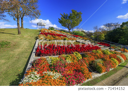 Akashi Kaikyo Park Autumn leaves and autumn flowers 71454152