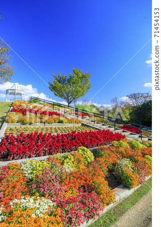Akashi Kaikyo Park Autumn leaves and autumn flowers 71454153