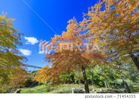 明石海峽公園秋葉和秋花 71454155