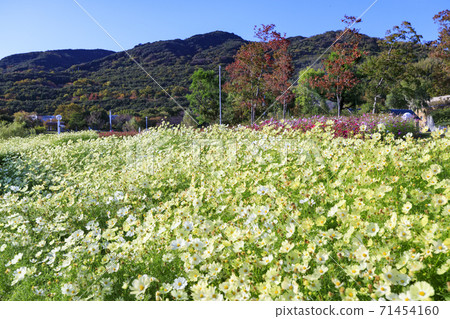 明石海峽公園秋葉和秋花 明石海峽公園秋葉和秋花 71454160
