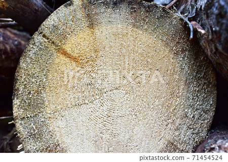 Wooden structure. Cross sectional cut end of log showing the pattern and texture created Wooden structure. Cross sectional cut end of log showing the pattern and texture created 71454524