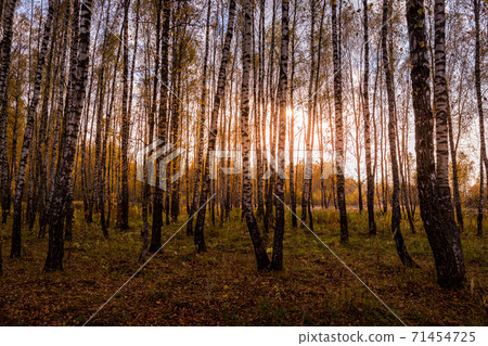 Sunset in an autumn birch grove with yellow leaves and sunrays cutting through the trees on a sunny evening during the fall. Sunset in an autumn birch grove with yellow leaves and sunrays cutting through the trees on a sunny evening during the fall. 71454725