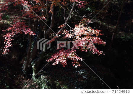 Environmental Art Forest Environmental Art Forest 71454913
