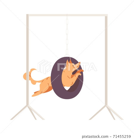 Dog jumping into a wire. Exercise for pet at school or at training apparatus isolated on white 71455259