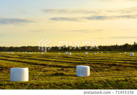 Hay in rolls in white packages on field is stored in open on sunset background.  71455338