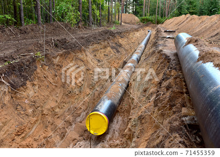 Natural gas pipeline construction work in forest area.  71455359